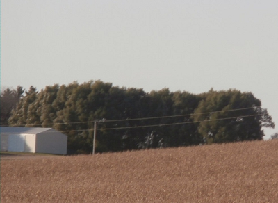 Farm Fast Growing Windbreaks