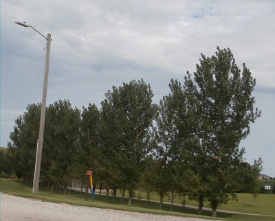 Fast Growing Hybrid Poplars