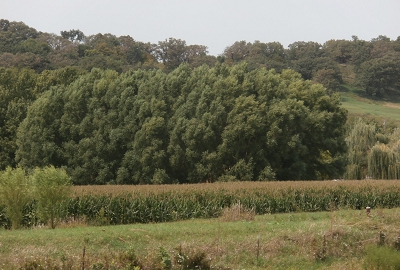 Fast Growing Willow Hybrids