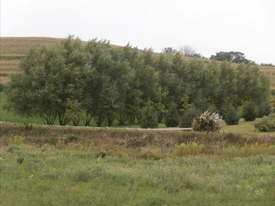 Fastest Growing Windbreak Tree America