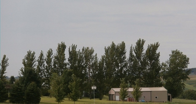 Hybrid Poplars Fast Growth