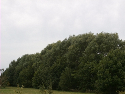 Hybrid Willow Mature Size