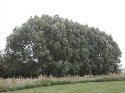 Large Fast Growing Trees