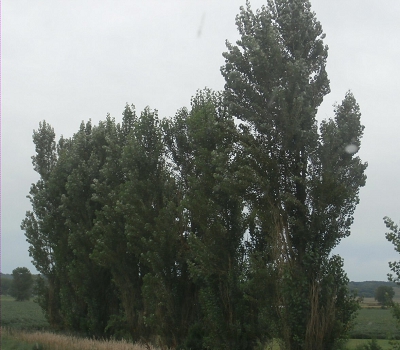 Sudden Glory Poplar Fast Growth